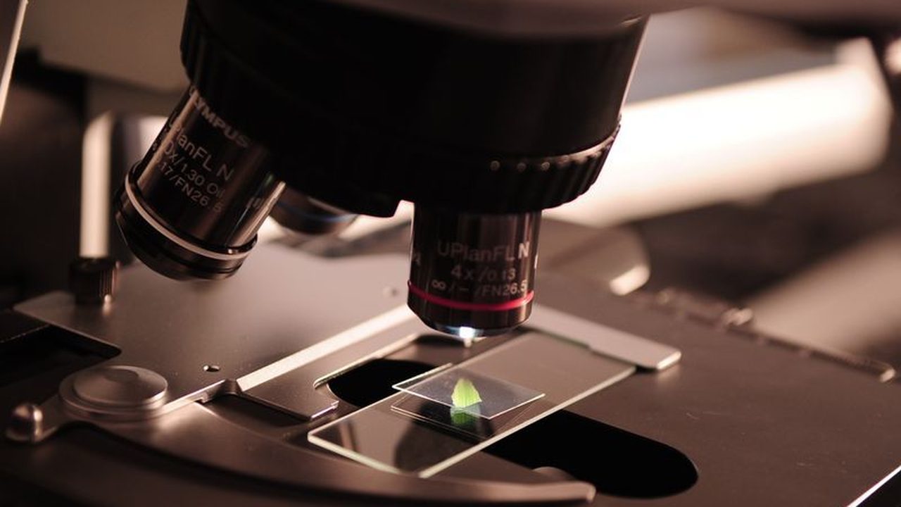 Microscope examining a leaf specimen