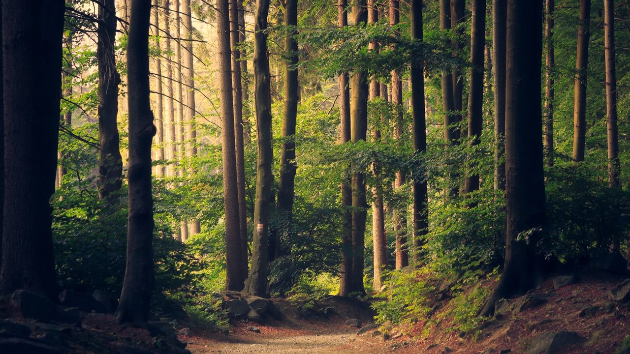 Sunlit forest path through tall trees